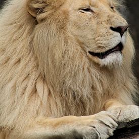 De Afrikaanse witte leeuw van Annabel Terlou