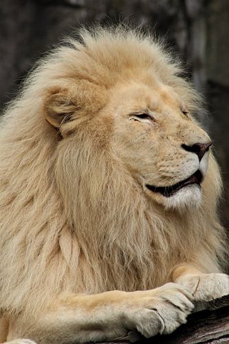The African white lion