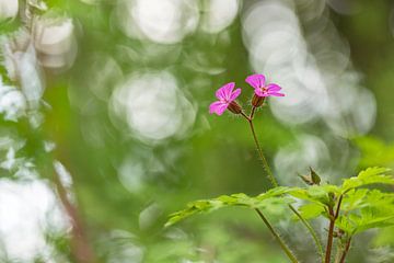 L'herbe de Robert (Geranium robertianum) sur Carola Schellekens