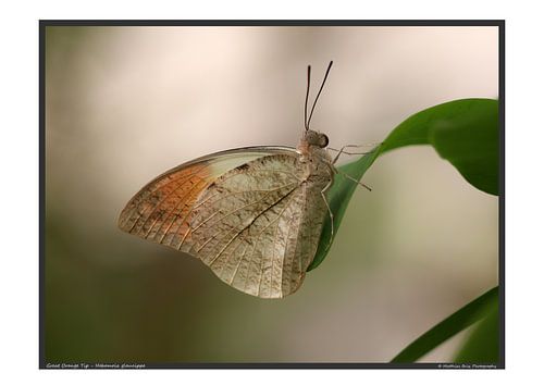Grand papillon aurore