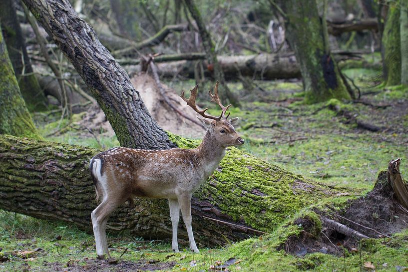 Deer in the woods by Hanneke Ruijterlinde