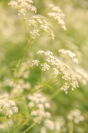 Cauliflower by astrid buys