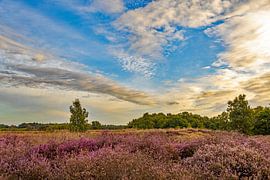 Maasduinen by wilbert ottenheijm
