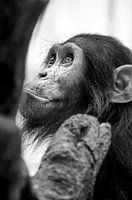 Wild chimpanzee in Tanzania