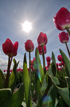 Fuchsia colored tulips taken with strong backlighting
