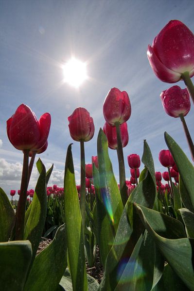 Tulpen met tegenlicht von Frouwkje Fotografie