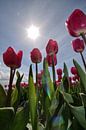 Tulpen met tegenlicht von Frouwkje Fotografie Miniaturansicht