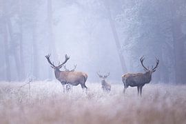 Rotwild im Nebel von Ina Hendriks-Schaafsma
