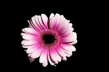 Mystische Gerbera Originalfarbe: Eine bezaubernde Blume in der Nacht"