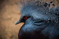 Victoria Crown Pigeon