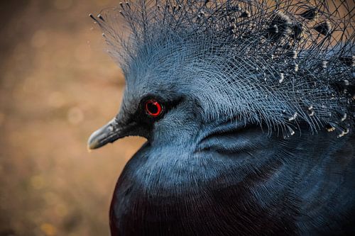 Pigeon voyageur de Victoria