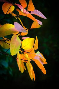 Goldener Oktober