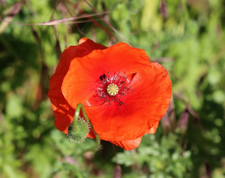 Klatschmohn von Matthias Brix