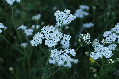 White flowers