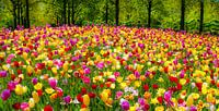 TulipField