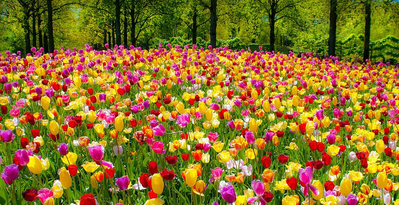champ de tulipes par Dalex Photography