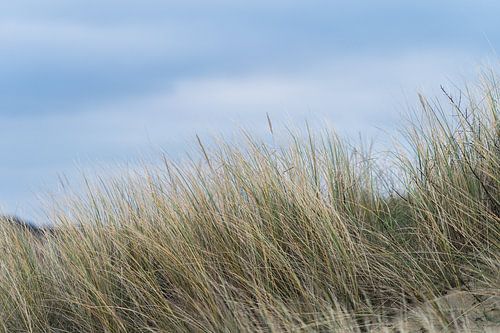 Stilte in de duinen
