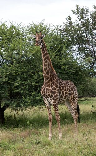 een giraffe in krugerpark