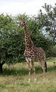 een giraffe in krugerpark von ChrisWillemsen Miniaturansicht