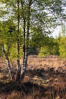 Birke in den Kempen