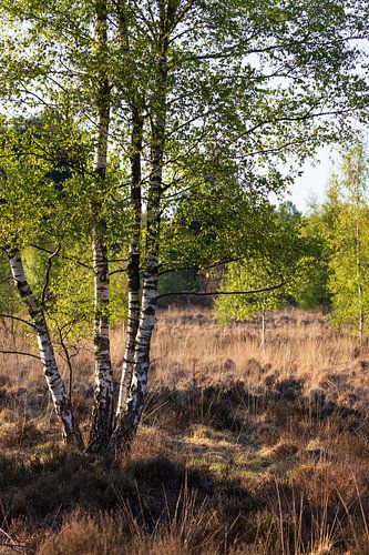 Berk  in de Kempen