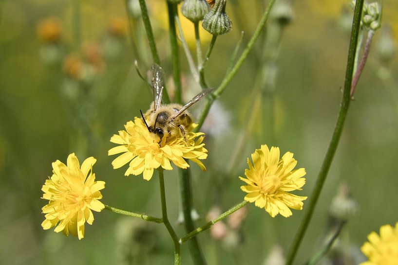 Bij op een bloem die nectar verzamelt van Martin Köbsch