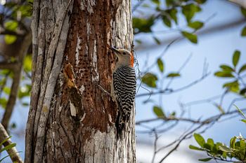 Woodpecker