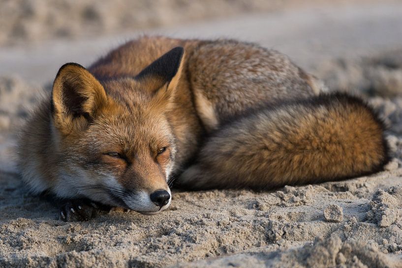Vos / Fox von A. Oskam