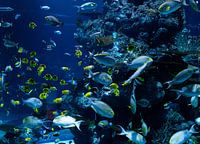 Everywhere is fish!