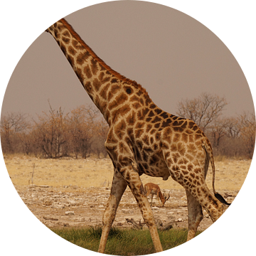 Giraffe in Etosha van Erna Haarsma-Hoogterp