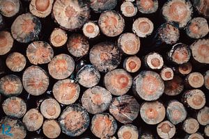 Restes de l'incendie de forêt
