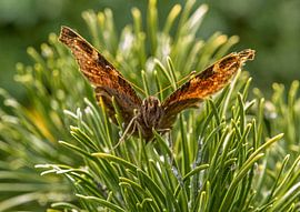 butterfly by Marcel Kelfkens