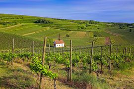Kapelle Jechtingen von Patrick Lohmüller