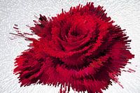 Die Rose