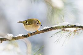 Fire goldcrest by Danny Slijfer Natuurfotografie