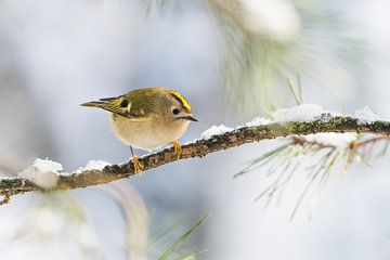 Vuurgoudhaan van Danny Slijfer Natuurfotografie