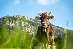 Douce vache de l'Allgäu avec vue sur le Grünten