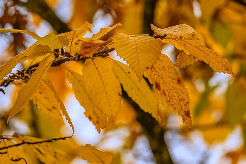 Intensiteit late herfst van Photoart-Naegele
