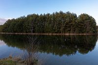Forest upside down