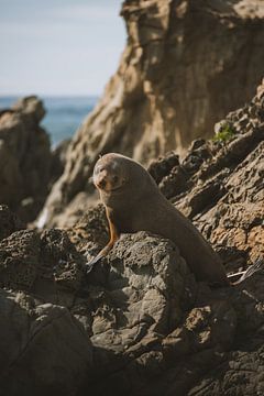 Kaikoura's Speelse Zeehondenkolonie van Ken Tempelers