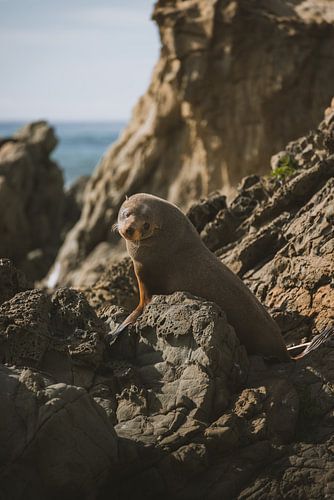 Kaikoura's Speelse Zeehondenkolonie