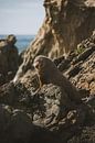 Kaikoura's Playful Seal Colony by Ken Tempelers thumbnail
