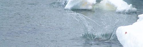 Elzelspinguïn doet een bommetje