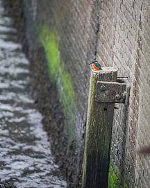 kingfisher in the harbour