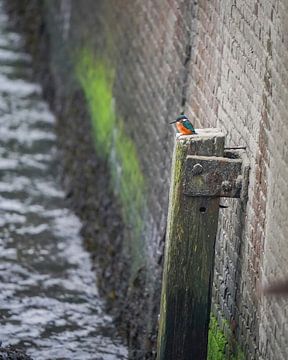 kingfisher in the harbour by Tom Zwerver