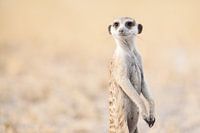 Meerkat on the lookout in Botswana