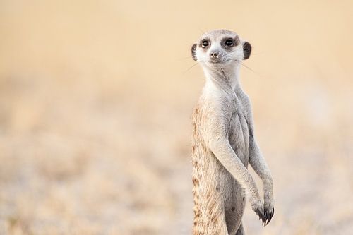 Erdmännchen auf der Suche in Botswana