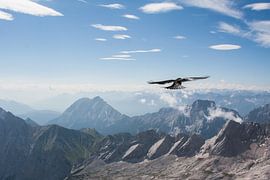 Freiheit von Marianne Heijnders