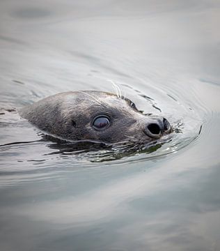 Nieuwsgierige Zeehond in de Oosterschelde van Wouter Triki Photography