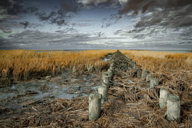 Wattenmeer in Ostfriesland mit Buhnen und Strauchschnitt von Naturfotograf in Ostfriesland